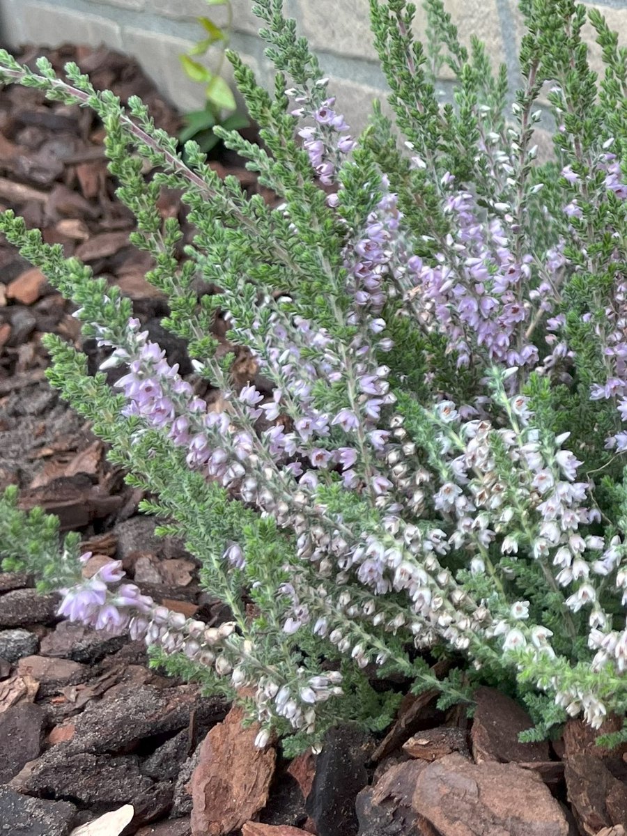 Heide Zomer Grijs Paars 10 Stuks Calluna vulgaris 'Silver Knight' P9.5 Plant Tuinplant