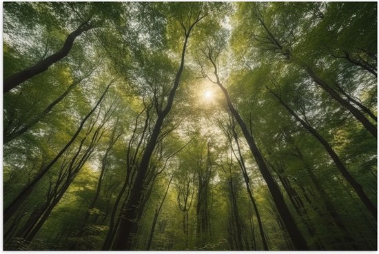 Poster Glanzend – Bomen - Bos - Zon - Groen - 105x70 cm Foto op Posterpapier met Glanzende Afwerking