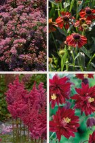 Bulbs by Brenda - Bijen en vlinder vaste planten pakket rood - 8 stuks - 4 soorten - akelei - astilbe - helenium - sedum
