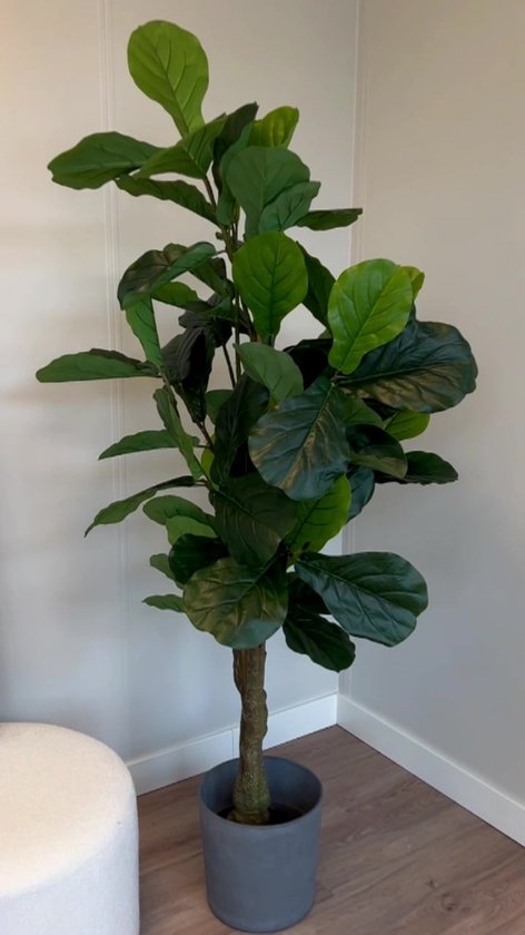 78cm