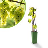 Witte  druif - Vitis vinifera Bianca - druivenplant - druivenstruik - hoogte 60 cm - potmaat Ø11cm