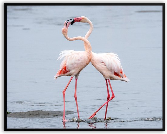 Flamingo verliefd fotolijst fotolijst met glas 30 x 40 cm - Prachtige kwaliteit - flamingo - verliefd - natuur - Glazen plaat - inclusief ophangsysteem - Poster - Foto op hoge kwaliteit uitgeprint