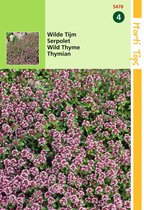 2 stuks Hortitops Wilde Tijm (Thymus Serpyllum)