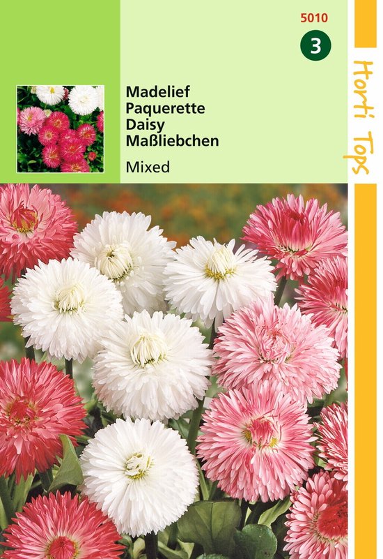 2 stuks Hortitops Bellis Perennis Monstrosa Gemengd