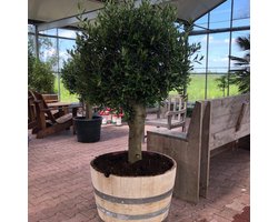 Beplant Wijnvat - Olijfboom - Olea Europea - Half Wijnvat - 112 Liter