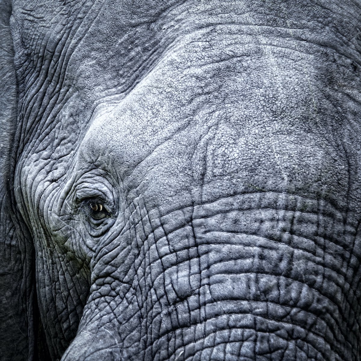 karo-art Schilderij - Olifant, close up, grijs , 3 maten , Premium Print Multikleur