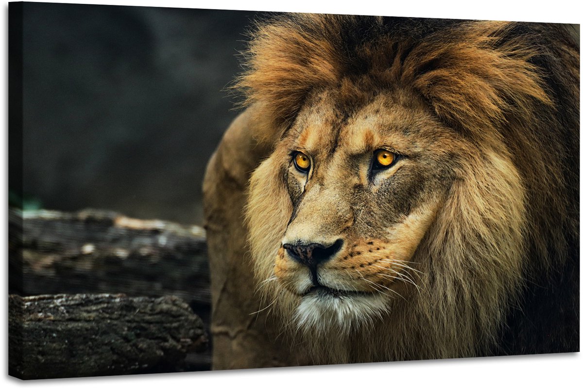 karo-art Schilderij Portret van een Leeuw, 2 maten, premium print Multikleur