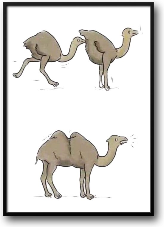 Struisvogel en kameel fotolijst met glas 40 x 50 cm - Prachtige kwaliteit - dieren - humor - grappig - Harde lijst - Glazen plaat - inclusief ophangsysteem - Grappige Poster - Foto op hoge kwaliteit uitgeprint