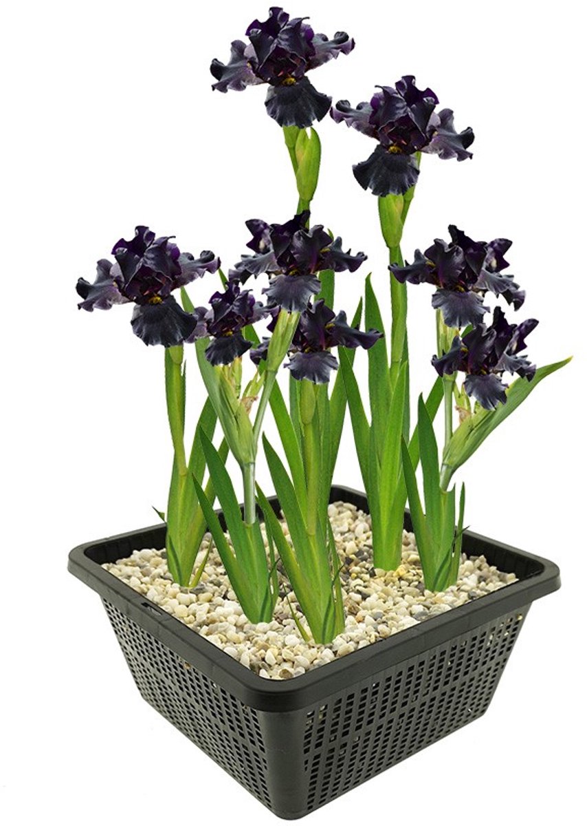 vdvelde.com - Zwarte Lis - 4 stuks - Iris Louisiana Black Gamecock - Moerasplant - Volgroeide hoogte: 80 cm - Plaatsing: -1 tot -10 cm