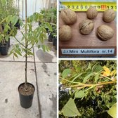 Walnootboom Juglans regia Mini Multiflora Nr.14 | Boomhoogte: 40-80 cm | Pot: 7 liter