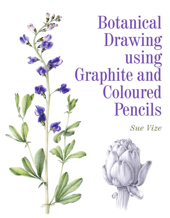 Foto: Botanical drawing using graphite and coloured pencils