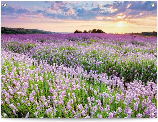 Tuinposter Lavender Field 60x80 cm