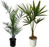 2 Palmen mix met Henneppalm en Canarische dadelpalm (Phoenix Canariensis + Trachycarpus Fortuneii), twee tuinplanten