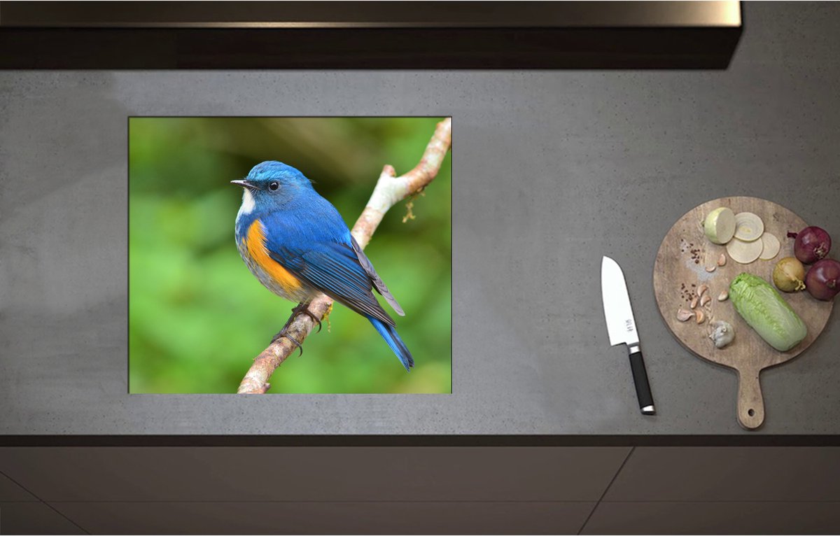 Inductieplaat Beschermer - Blauwe Vogel met Oranje Borstje op Dunne Tak - 58x50 cm - 2 mm Dik - Inductie Beschermer - Bescherming Inductiekookplaat - Kookplaat Beschermer van Wit Vinyl