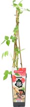 Bloomique - Rubus Idaeus 'Héritage' - Framboos Plant - Fruitplanten - Tuinplanten - Winterhard - ⌀14 cm - Hoogte 60-70cm