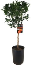 Plant in a Box - Citrus aurantium Tarocco - Bloedsinaasappel - Fruitboom - Pot 19cm - Hoogte 90-110cm