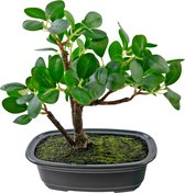 Kunstplant Bonsai Ficus 20 cm