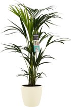 The Green Corner - Kentia Palm in ELHO sierpot (soap) - Hoogte 100cm - Diameter 21cm