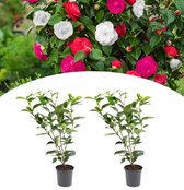NatureNest - Camellia Struik XL 'Japanse Roos' Tricolor - 2 Stuks - 20 - 30 cm