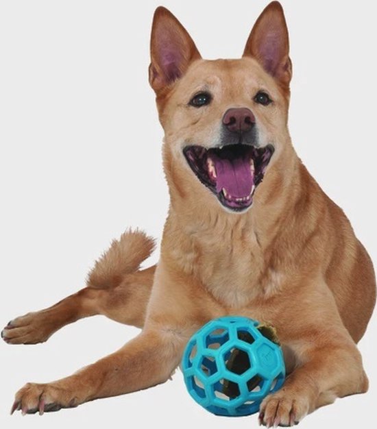 Een lachende, bruine hond ligt op een grijze achtergrond naast een turquoise JW Hol-ee Roller bal.