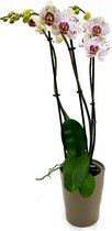 Papicco FESTIVAL Fun - Orchidee - 4-tak - Phalaenopsis - Spikkel
