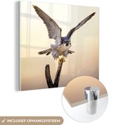 MuchoWow® Glasschilderij 50x50 cm - Schilderij acrylglas - Slechtvalk - Zon - Vleugels - Foto op glas - Schilderijen