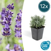 FloraFiesta - Lavendel - Lavandula angustifolia 'Hidcote' - Set van 12 - Hoogte 10cm - Potmaat Ø9cm