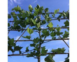 Leiplataan 200 cm | Platanus hispanica 200 cm| Bomenbezorgd.nl