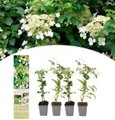 NatureNest - Klimhortensia - Hydrangea anomala petiolaris - 4 stuks - 30-38 cm