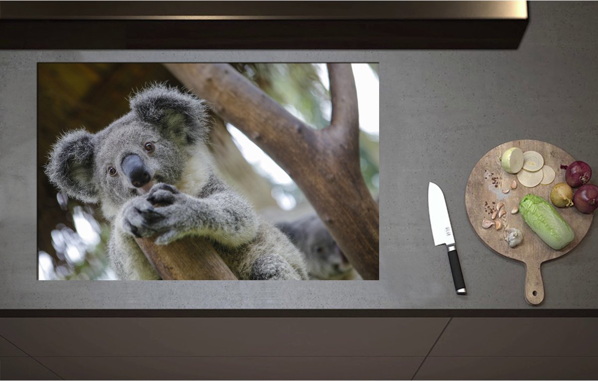 Inductieplaat Beschermer - Australische Koala in een Boom - 85x55 cm - 2 mm Dik - Inductie Beschermer - Bescherming Inductiekookplaat - Kookplaat Beschermer van Wit Vinyl
