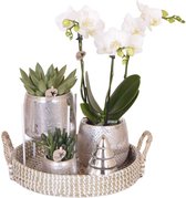 Kamerplantenset, Een Witte Phalaenopsis Orchidee, een wit ornament, Succulenten incl. keramieken sierpotten op rond dienblad