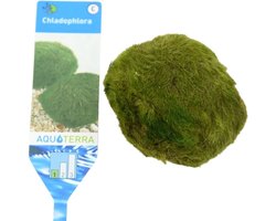 Mosbal L 5-7 cm - Aquarium mos - Aquariumplanten - Moerings