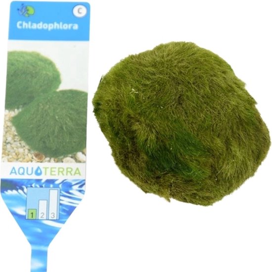 Boule de mousse L 5-7 cm - Mousse d'aquarium - Plantes d'aquarium - Moerings