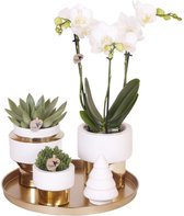 Cadeau-Tip! Kamerplantenset, Een Witte Phalaenopsis Orchidee, een goud ornament, Succulenten incl. keramieken sierpotten op rond dienblad