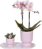 Kado-Tip! Kamerplantenset, Phalaenopsis Orchidee, Rhipsalis, op smal dienblad, Kleur Rose-Groen, Phalaenopsis Orchids | Plantenset Floral Blush pink small|