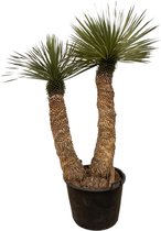 Yucca Rostrata Hidra - 200 cm