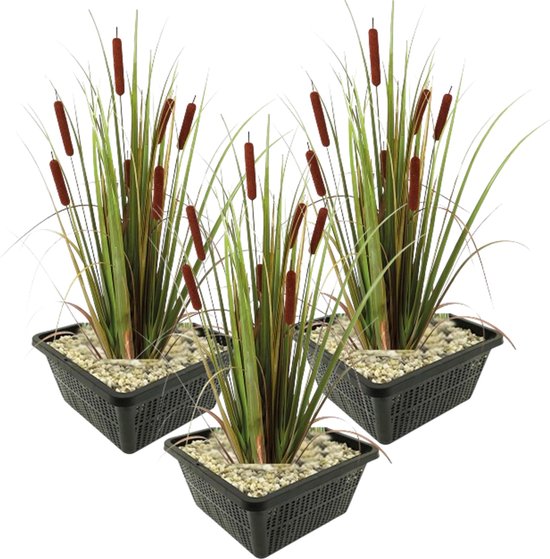 vdvelde.com - Grote Lisdodde - 12 stuks - 3 Vijvermanden - Typha Latifolia Rietsigaar - Waterplant - Volgroeide hoogte: 120 cm - Plaatsing: -1 tot -20 cm