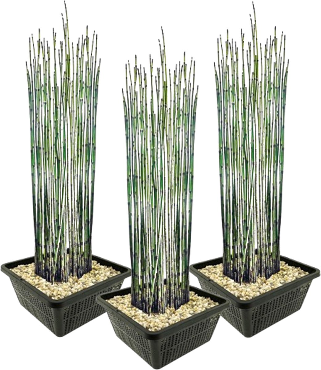 Vdvelde.com Japanse Holpijp 12 stuks Equisetum Japonicum Waterplant Volgroeide hoogte: 120 cm Plaatsing: -1 tot -20 cm