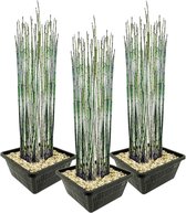 vdvelde.com - Japanse Holpijp - 12 stuks - Equisetum Japonicum - Waterplant - Volgroeide hoogte: 120 cm - Plaatsing: -1 tot -20 cm