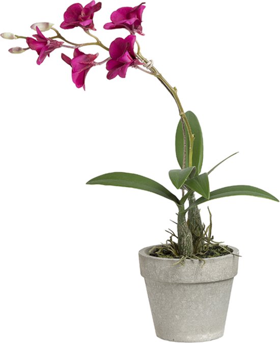 Dendrobium orchidee in fuchsia kunstpot H28