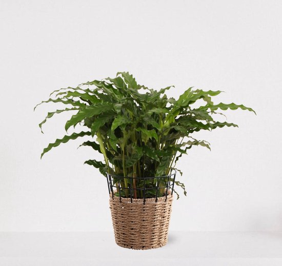 Calathea Blue Grass in siermand May Naturel – groene kamerplant – luchtzuiverende calathea - 60-75cm - Ø18 – geleverd met plantenpot – vers uit de kwekerij