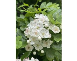 Crataegus monogyna - EENSTIJLIGE MEIDOORN - 60-80 cm in pot