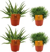 Plantenboetiek.nl | 2x Aloe Spider + 2x Senecio Himalaya - Ø10,5cm - 10cm hoog - Kamerplant - Groenblijvend - Cactus & Vetplanten