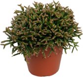 Plantenboetiek.nl | Rhipsalis Burchellii - Ø12cm - 15cm hoog - Kamerplant - Groenblijvend - Cactus & Vetplanten