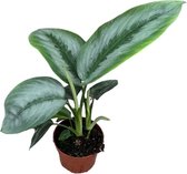 Plantenboetiek.nl | Schismatoglottis Silver Borneo - Ø10.5cm - 25cm hoog - Kamerplant - Groenblijvend
