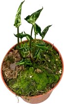 Plantenboetiek.nl | Syngonium Godzilla - Ø10.5cm - 15cm hoog - Kamerplant - Groenblijvend