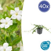 Trendyplants - Vinca minor 'Alba' - 40 stuks - Maagdenpalm - Winterhard - Hoogte 10-25cm - Potmaat Ø9cm