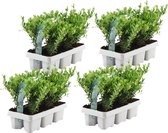 YouFlowers - 24x ilex planten | buxus vervanger | hulstplanten winterhard | Ø7 cm - Hoogte: 15 cm | Ilex crenata | haagplanten | Planten | Tuinplanten