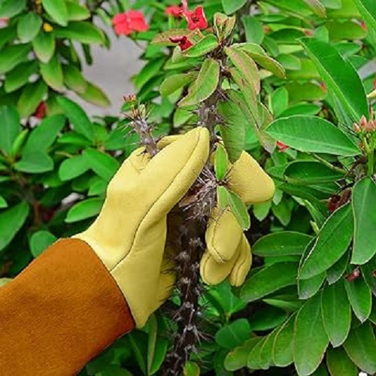 HANDLANDY Lange tuinhandschoenen voor mannen en vrouwen, varkensleer rozen snoeihandschoenen - ademend en duurzaam, met doornbestendige handschoen medium