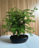 Outdoor Bonsai Metasequoia Forest - Bonsai - Tuinplant - Pot 20cm - Hoogte 35-40cm – bonsai boompje – 8 jaar - 3 stam